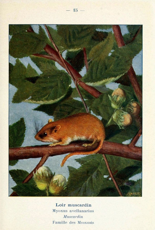 Atlas de poche des mammifÃ¨res de France, de la Suisse romane et de la BelgiqueParis:L. Lhomme,1910. |  | Vintage Print Reproduction 458620