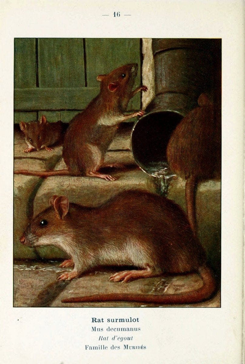 Atlas de poche des mammifÃ¨res de France, de la Suisse romane et de la BelgiqueParis:L. Lhomme,1910. |  | Vintage Print Reproduction 458621