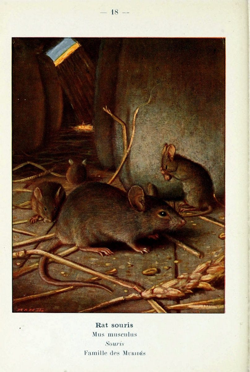 Atlas de poche des mammifÃ¨res de France, de la Suisse romane et de la BelgiqueParis:L. Lhomme,1910. |  | Vintage Print Reproduction 458623