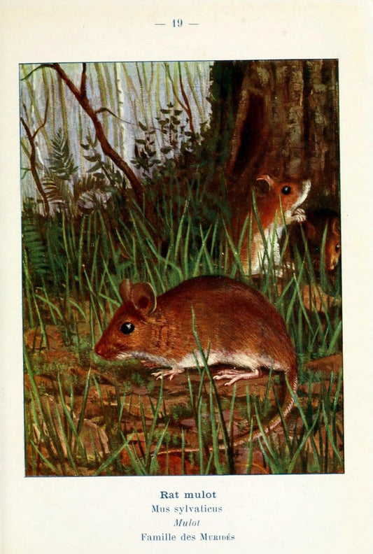 Atlas de poche des mammifÃ¨res de France, de la Suisse romane et de la BelgiqueParis:L. Lhomme,1910. |  | Vintage Print Reproduction 458624