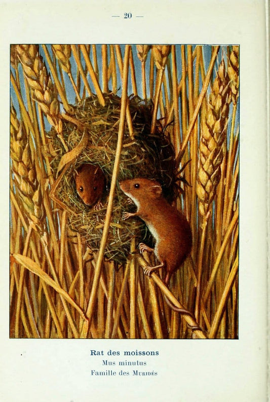 Atlas de poche des mammifÃ¨res de France, de la Suisse romane et de la BelgiqueParis:L. Lhomme,1910. |  | Vintage Print Reproduction 458625