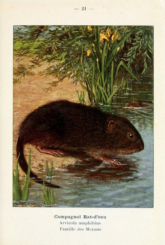 Atlas de poche des mammifÃ¨res de France, de la Suisse romane et de la BelgiqueParis:L. Lhomme,1910. |  | Vintage Print Reproduction 458626