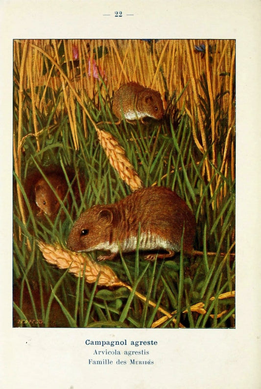 Atlas de poche des mammifÃ¨res de France, de la Suisse romane et de la BelgiqueParis:L. Lhomme,1910. |  | Vintage Print Reproduction 458627