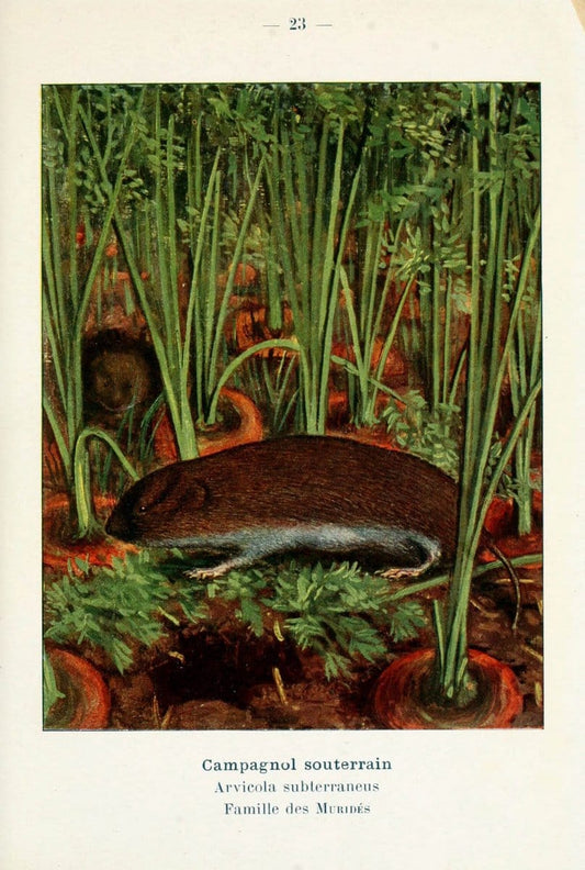 Atlas de poche des mammifÃ¨res de France, de la Suisse romane et de la BelgiqueParis:L. Lhomme,1910. |  | Vintage Print Reproduction 458628