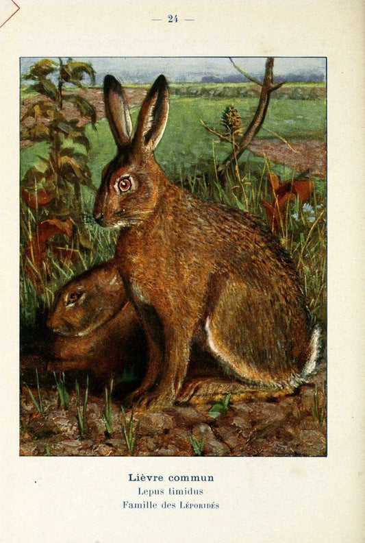 Atlas de poche des mammifÃ¨res de France, de la Suisse romane et de la BelgiqueParis:L. Lhomme,1910. |  | Vintage Print Reproduction 458629