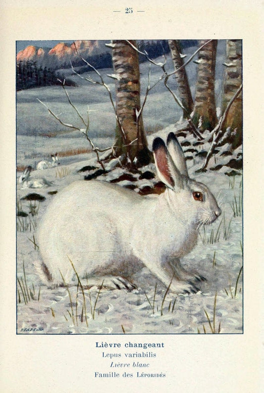 Atlas de poche des mammifÃ¨res de France, de la Suisse romane et de la BelgiqueParis:L. Lhomme,1910. |  | Vintage Print Reproduction 458630