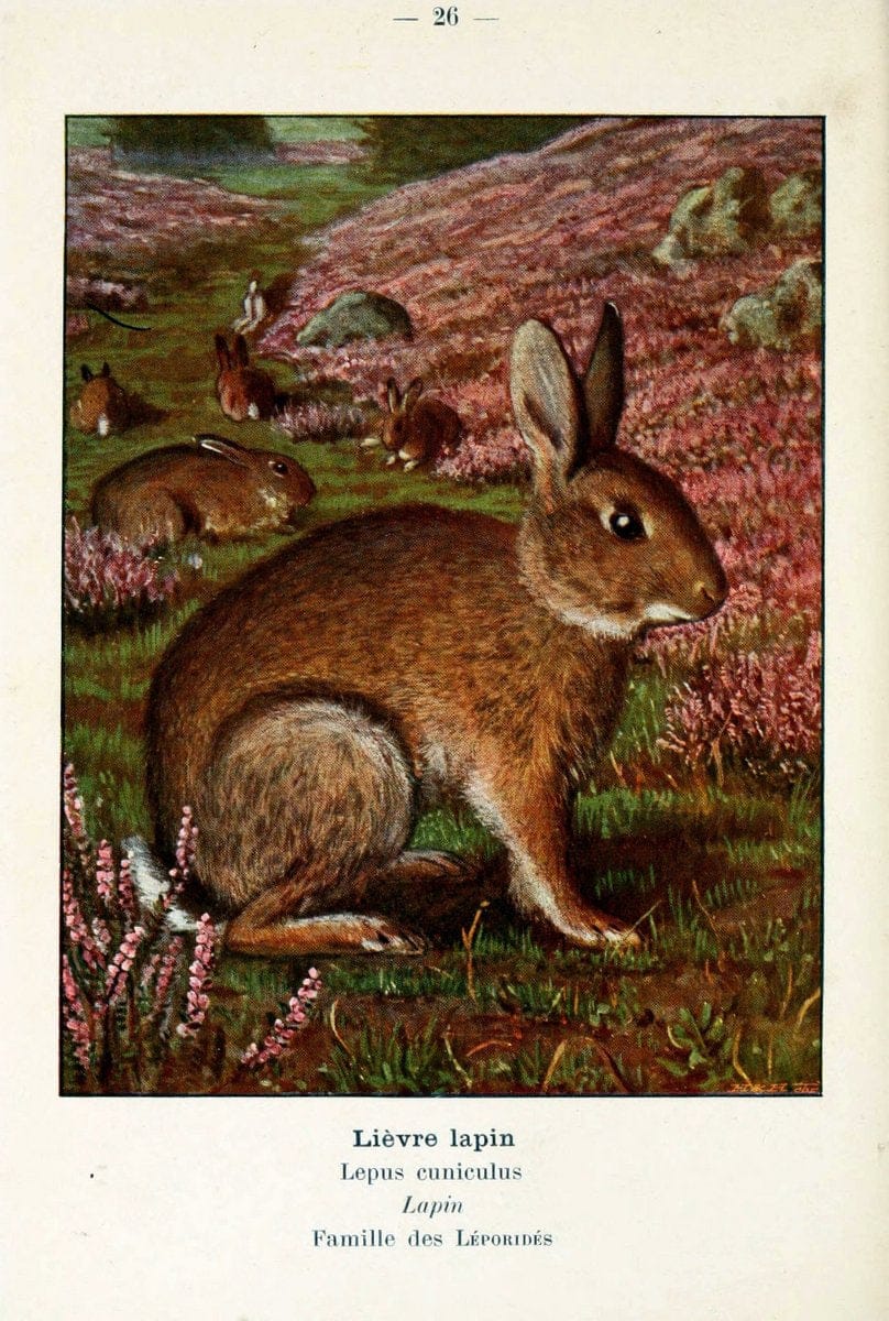 Atlas de poche des mammifÃ¨res de France, de la Suisse romane et de la BelgiqueParis:L. Lhomme,1910. |  | Vintage Print Reproduction 458631