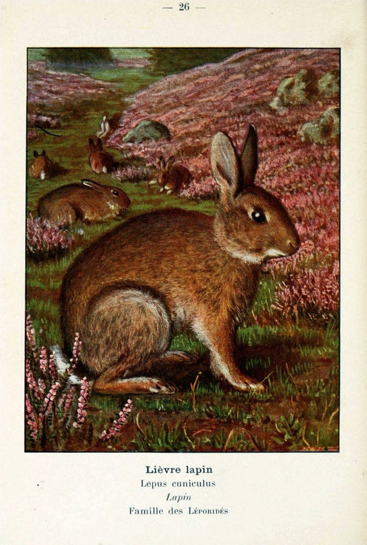 Atlas de poche des mammifÃ¨res de France, de la Suisse romane et de la BelgiqueParis:L. Lhomme,1910. |  | Vintage Print Reproduction 458631