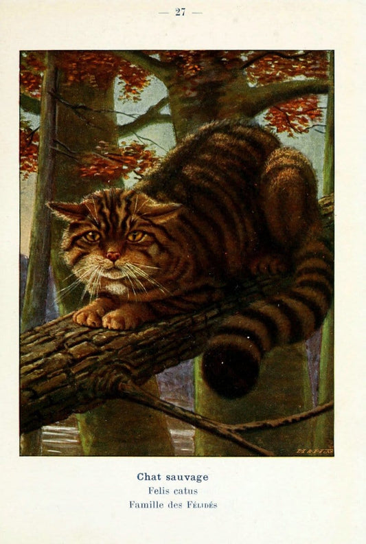 Atlas de poche des mammifÃ¨res de France, de la Suisse romane et de la BelgiqueParis:L. Lhomme,1910. |  | Vintage Print Reproduction 458632