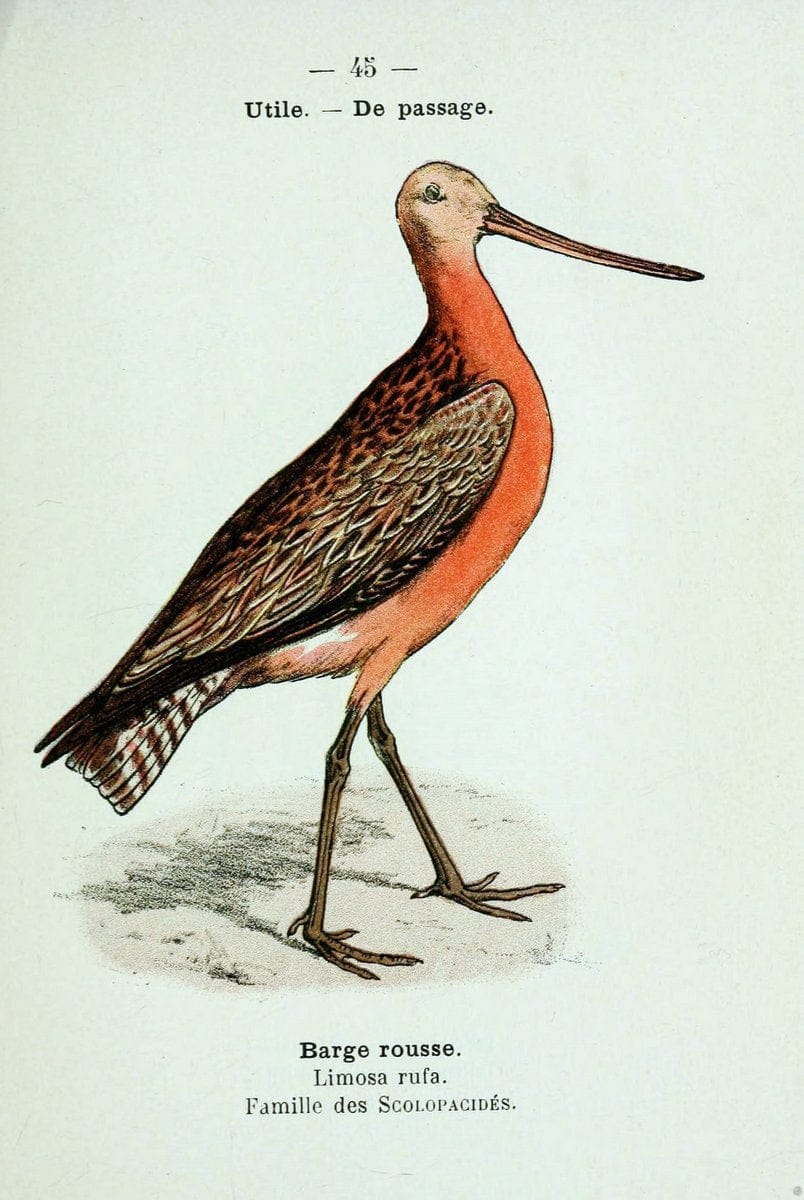 Atlas de poche des oiseaux de France, Suisse, et Belgique, utiles ou nuisibles :.Paris : | Atlases Belgium Birds France Switzerland | Vintage Print Reproduction 458634
