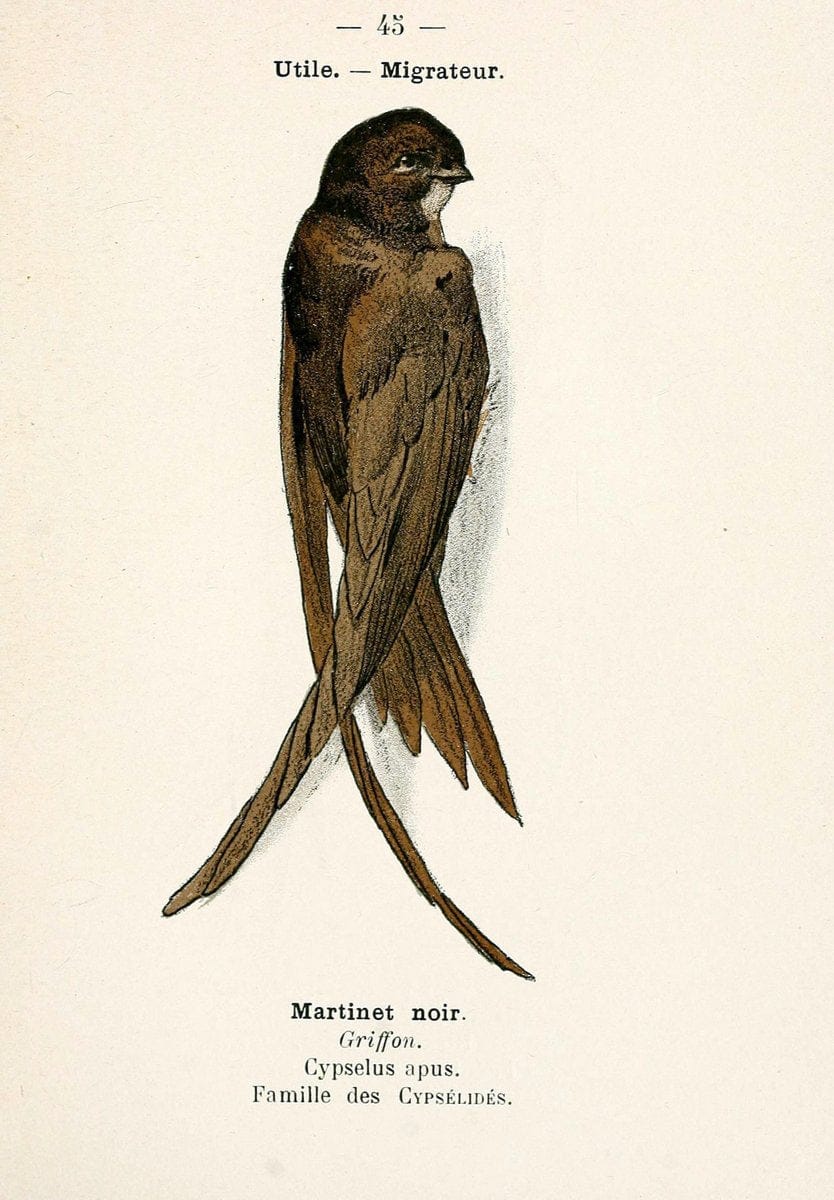 Atlas de poche des oiseaux de France, Suisse, et Belgique, utiles ou nuisibles. ser.1Par | Atlases Belgium Birds France Switzerland SIL | Vintage Print Reproduction 458635