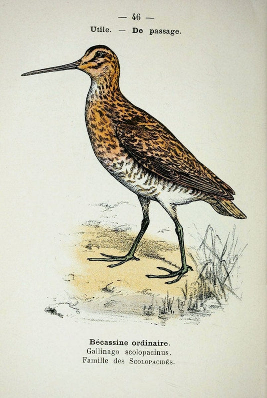 Atlas de poche des oiseaux de France, Suisse, et Belgique, utiles ou nuisibles :.Paris : | Atlases Belgium Birds France Switzerland | Vintage Print Reproduction 458636