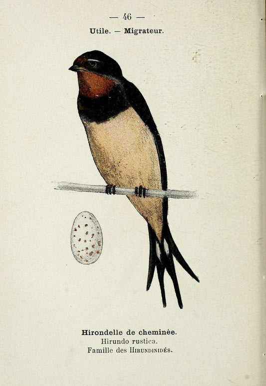 Atlas de poche des oiseaux de France, Suisse, et Belgique, utiles ou nuisibles. ser.1Par | Atlases Belgium Birds France Switzerland SIL | Vintage Print Reproduction 458637