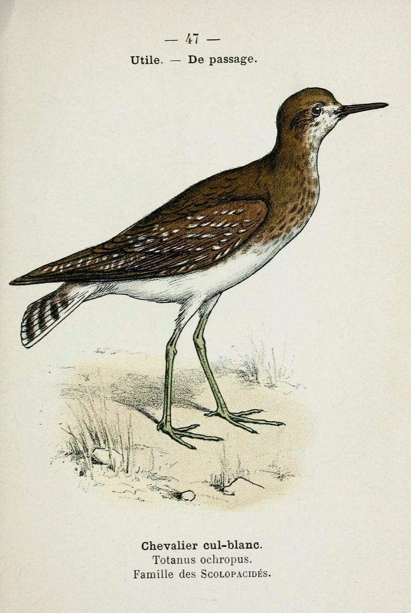 Atlas de poche des oiseaux de France, Suisse, et Belgique, utiles ou nuisibles :.Paris : | Atlases Belgium Birds France Switzerland | Vintage Print Reproduction 458638