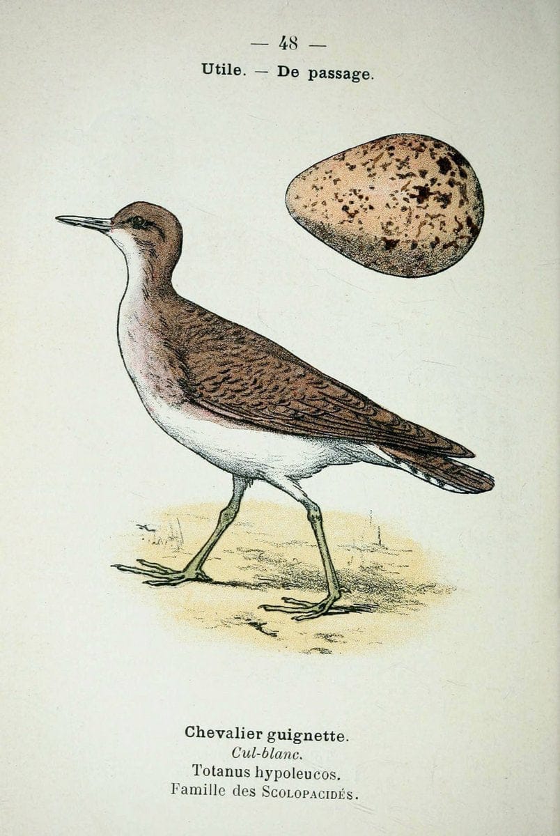 Atlas de poche des oiseaux de France, Suisse, et Belgique, utiles ou nuisibles :.Paris : | Atlases Belgium Birds France Switzerland | Vintage Print Reproduction 458640