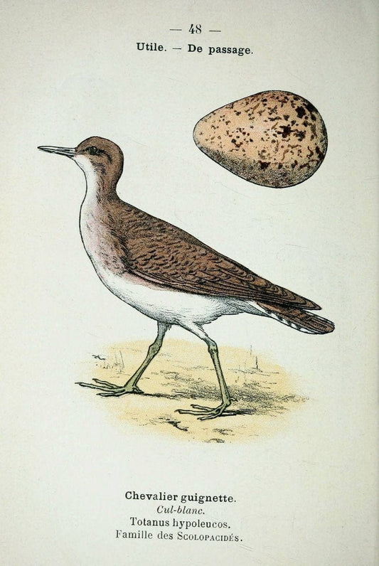 Atlas de poche des oiseaux de France, Suisse, et Belgique, utiles ou nuisibles :.Paris : | Atlases Belgium Birds France Switzerland | Vintage Print Reproduction 458640