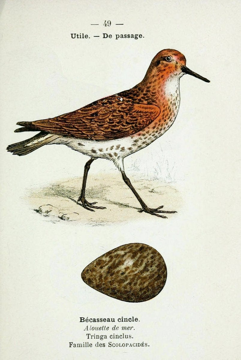 Atlas de poche des oiseaux de France, Suisse, et Belgique, utiles ou nuisibles :.Paris : | Atlases Belgium Birds France Switzerland | Vintage Print Reproduction 458642