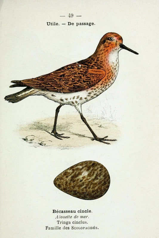 Atlas de poche des oiseaux de France, Suisse, et Belgique, utiles ou nuisibles :.Paris : | Atlases Belgium Birds France Switzerland | Vintage Print Reproduction 458642