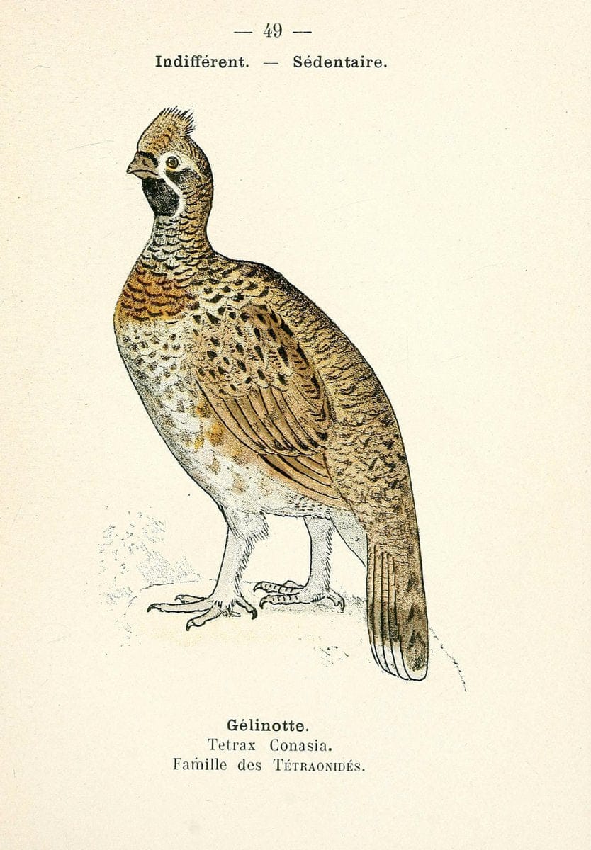 Atlas de poche des oiseaux de France, Suisse, et Belgique, utiles ou nuisibles. ser.1Par | Atlases Belgium Birds France Switzerland SIL | Vintage Print Reproduction 458643