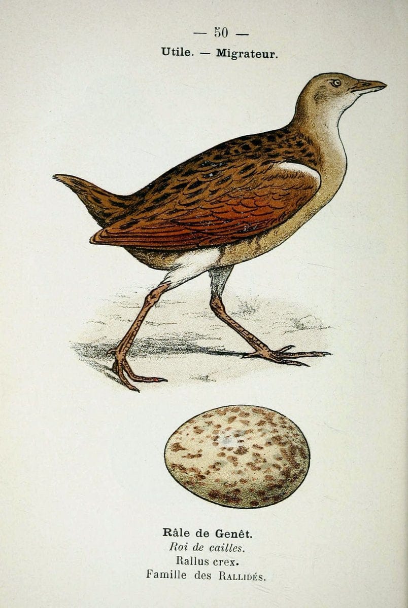Atlas de poche des oiseaux de France, Suisse, et Belgique, utiles ou nuisibles :.Paris : | Atlases Belgium Birds France Switzerland | Vintage Print Reproduction 458644