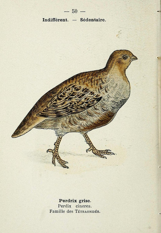 Atlas de poche des oiseaux de France, Suisse, et Belgique, utiles ou nuisibles. ser.1Par | Atlases Belgium Birds France Switzerland SIL | Vintage Print Reproduction 458645