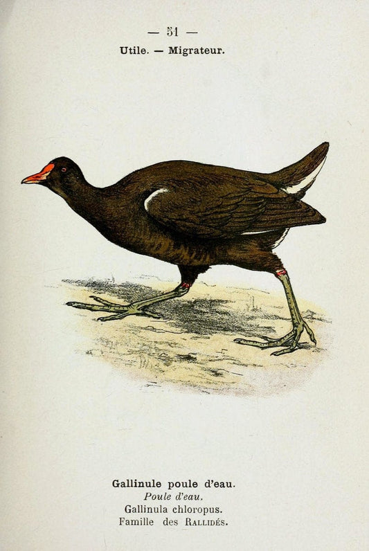 Atlas de poche des oiseaux de France, Suisse, et Belgique, utiles ou nuisibles :.Paris : | Atlases Belgium Birds France Switzerland | Vintage Print Reproduction 458646