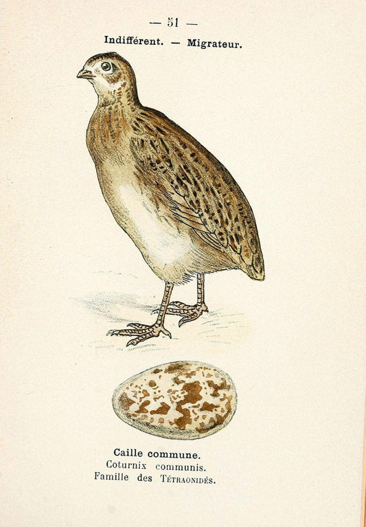 Atlas de poche des oiseaux de France, Suisse, et Belgique, utiles ou nuisibles. ser.1Par | Atlases Belgium Birds France Switzerland SIL | Vintage Print Reproduction 458647