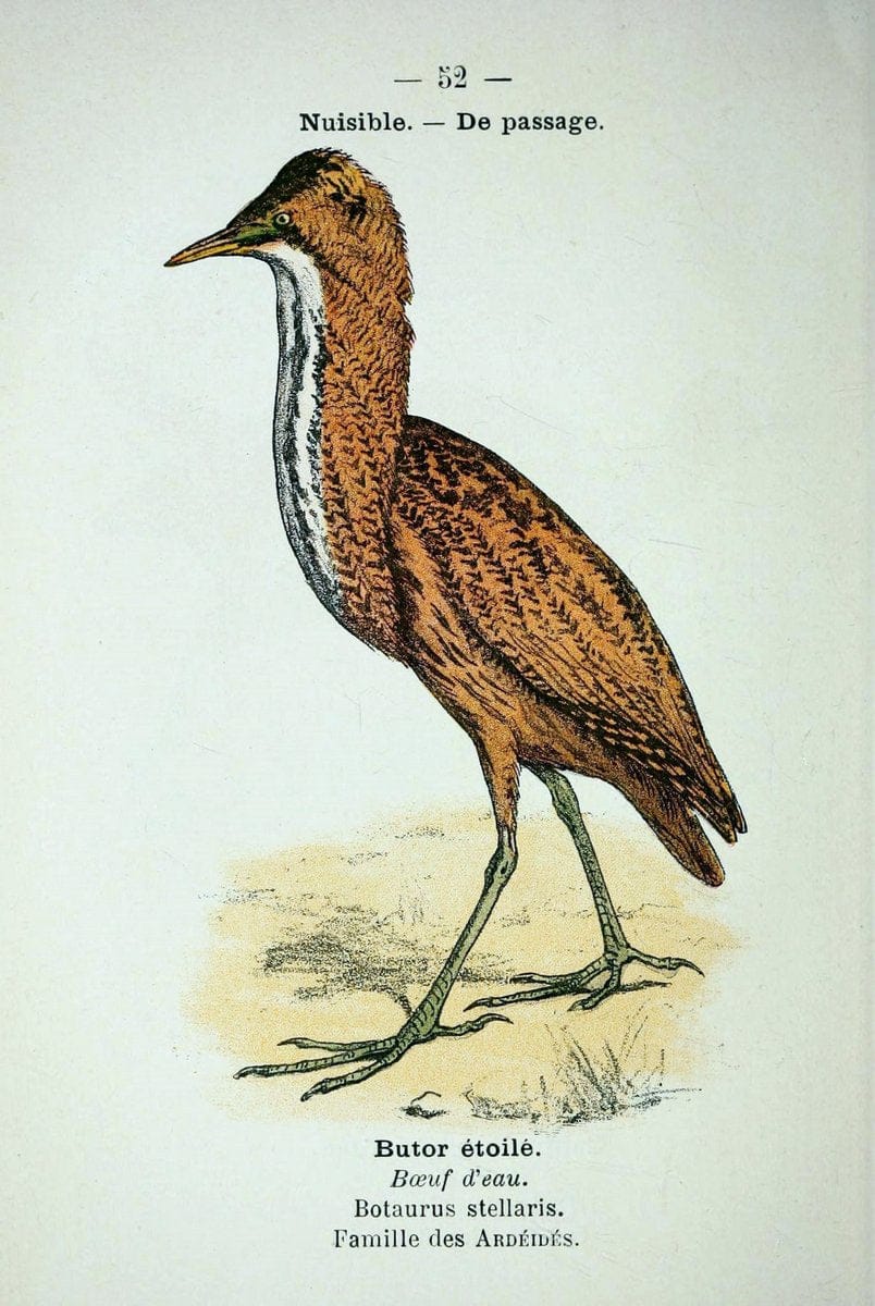 Atlas de poche des oiseaux de France, Suisse, et Belgique, utiles ou nuisibles :.Paris : | Atlases Belgium Birds France Switzerland | Vintage Print Reproduction 458648