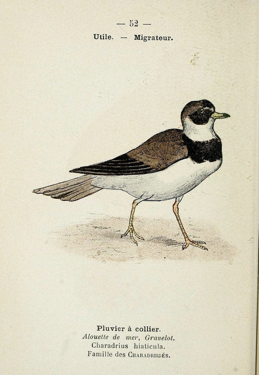 Atlas de poche des oiseaux de France, Suisse, et Belgique, utiles ou nuisibles. ser.1Par | Atlases Belgium Birds France Switzerland SIL | Vintage Print Reproduction 458649