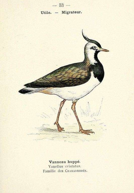 Atlas de poche des oiseaux de France, Suisse, et Belgique, utiles ou nuisibles. ser.1Par | Atlases Belgium Birds France Switzerland SIL | Vintage Print Reproduction 458651