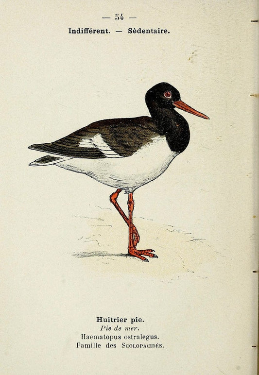 Atlas de poche des oiseaux de France, Suisse, et Belgique, utiles ou nuisibles. ser.1Par | Atlases Belgium Birds France Switzerland SIL | Vintage Print Reproduction 458653
