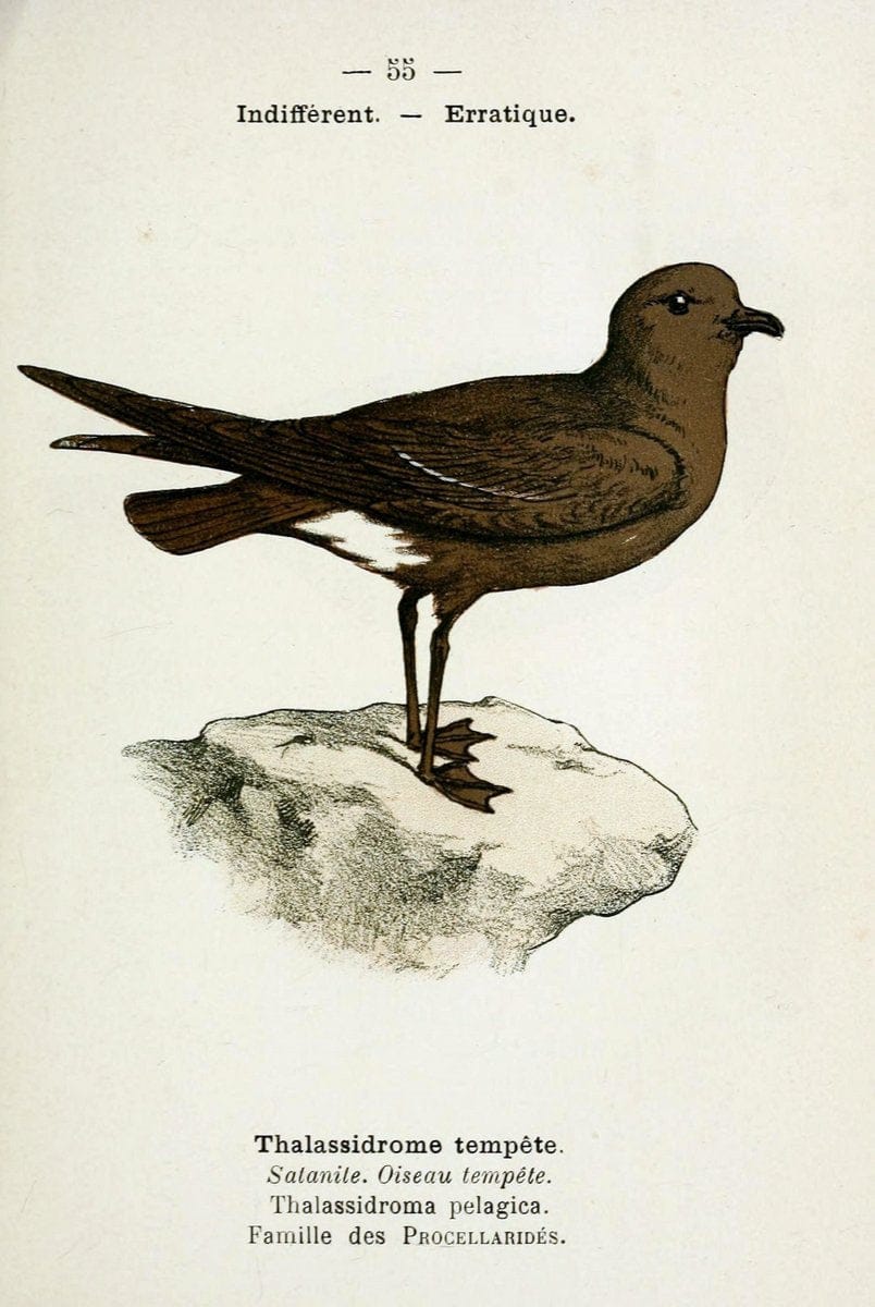 Atlas de poche des oiseaux de France, Suisse, et Belgique, utiles ou nuisibles :.Paris : | Atlases Belgium Birds France Switzerland | Vintage Print Reproduction 458654