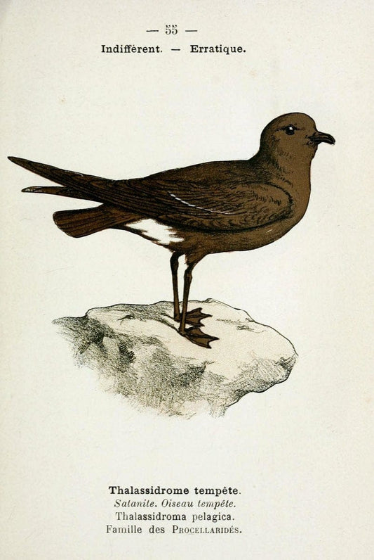 Atlas de poche des oiseaux de France, Suisse, et Belgique, utiles ou nuisibles :.Paris : | Atlases Belgium Birds France Switzerland | Vintage Print Reproduction 458654