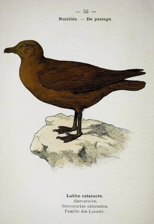 Atlas de poche des oiseaux de France, Suisse, et Belgique, utiles ou nuisibles :.Paris : | Atlases Belgium Birds France Switzerland | Vintage Print Reproduction 458656