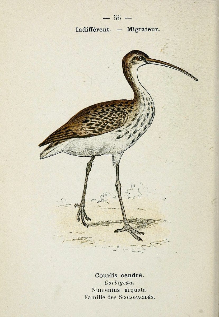 Atlas de poche des oiseaux de France, Suisse, et Belgique, utiles ou nuisibles. ser.1Par | Atlases Belgium Birds France Switzerland SIL | Vintage Print Reproduction 458657