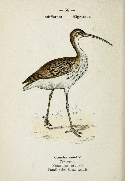 Atlas de poche des oiseaux de France, Suisse, et Belgique, utiles ou nuisibles. ser.1Par | Atlases Belgium Birds France Switzerland SIL | Vintage Print Reproduction 458657