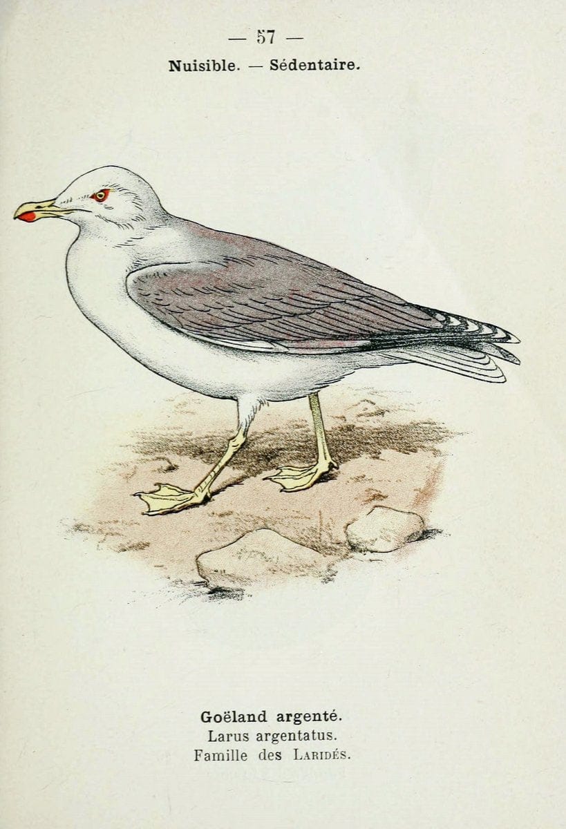 Atlas de poche des oiseaux de France, Suisse, et Belgique, utiles ou nuisibles :.Paris : | Atlases Belgium Birds France Switzerland | Vintage Print Reproduction 458658