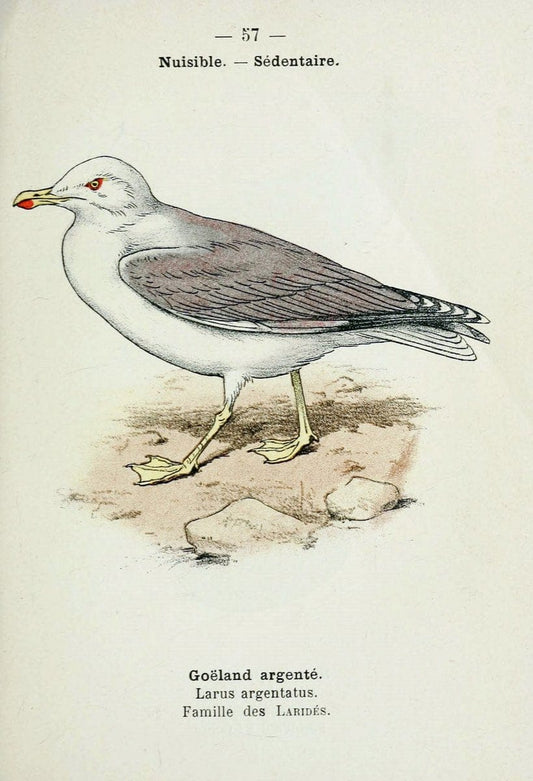 Atlas de poche des oiseaux de France, Suisse, et Belgique, utiles ou nuisibles :.Paris : | Atlases Belgium Birds France Switzerland | Vintage Print Reproduction 458658
