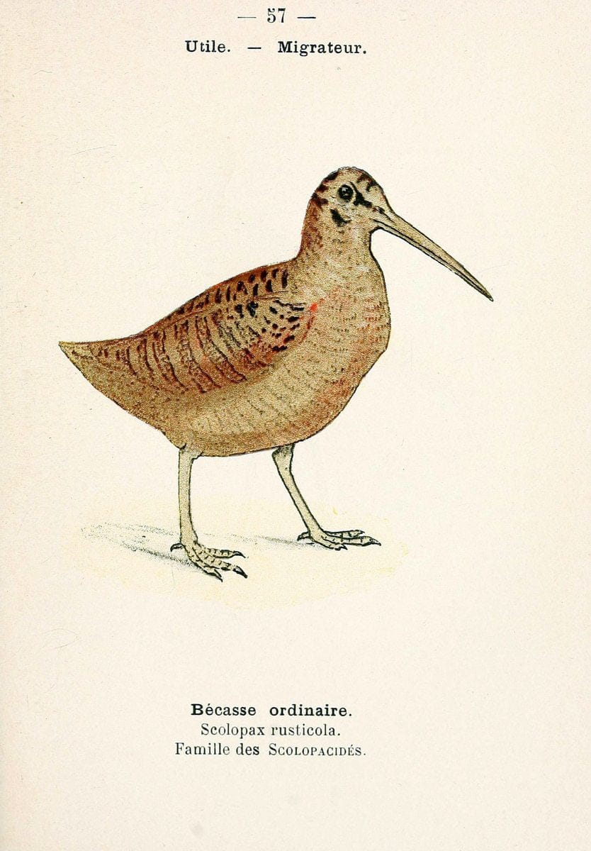 Atlas de poche des oiseaux de France, Suisse, et Belgique, utiles ou nuisibles. ser.1Par | Atlases Belgium Birds France Switzerland SIL | Vintage Print Reproduction 458659