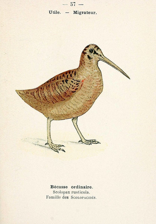 Atlas de poche des oiseaux de France, Suisse, et Belgique, utiles ou nuisibles. ser.1Par | Atlases Belgium Birds France Switzerland SIL | Vintage Print Reproduction 458659