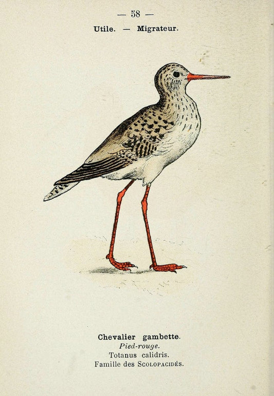 Atlas de poche des oiseaux de France, Suisse, et Belgique, utiles ou nuisibles. ser.1Par | Atlases Belgium Birds France Switzerland SIL | Vintage Print Reproduction 458661