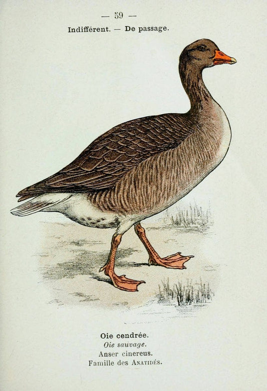 Atlas de poche des oiseaux de France, Suisse, et Belgique, utiles ou nuisibles :.Paris : | Atlases Belgium Birds France Switzerland | Vintage Print Reproduction 458662