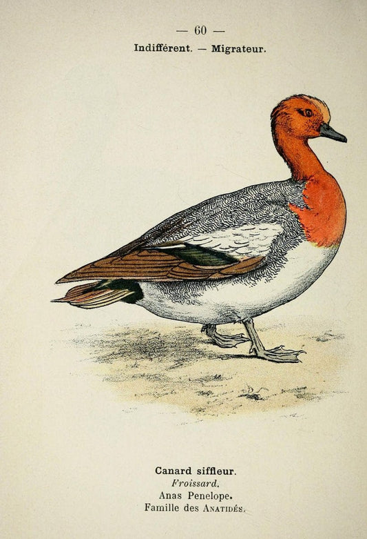 Atlas de poche des oiseaux de France, Suisse, et Belgique, utiles ou nuisibles :.Paris : | Atlases Belgium Birds France Switzerland | Vintage Print Reproduction 458664