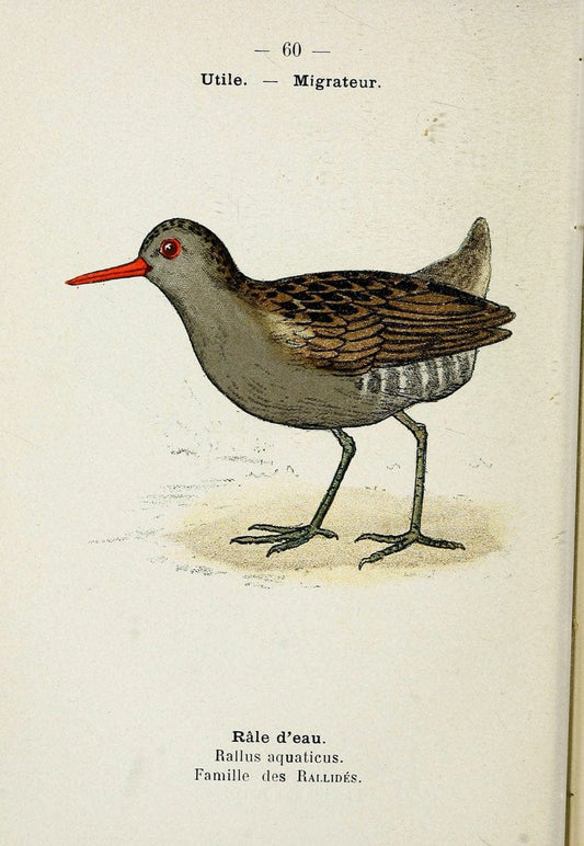 Atlas de poche des oiseaux de France, Suisse, et Belgique, utiles ou nuisibles. ser.1Par | Atlases Belgium Birds France Switzerland SIL | Vintage Print Reproduction 458665