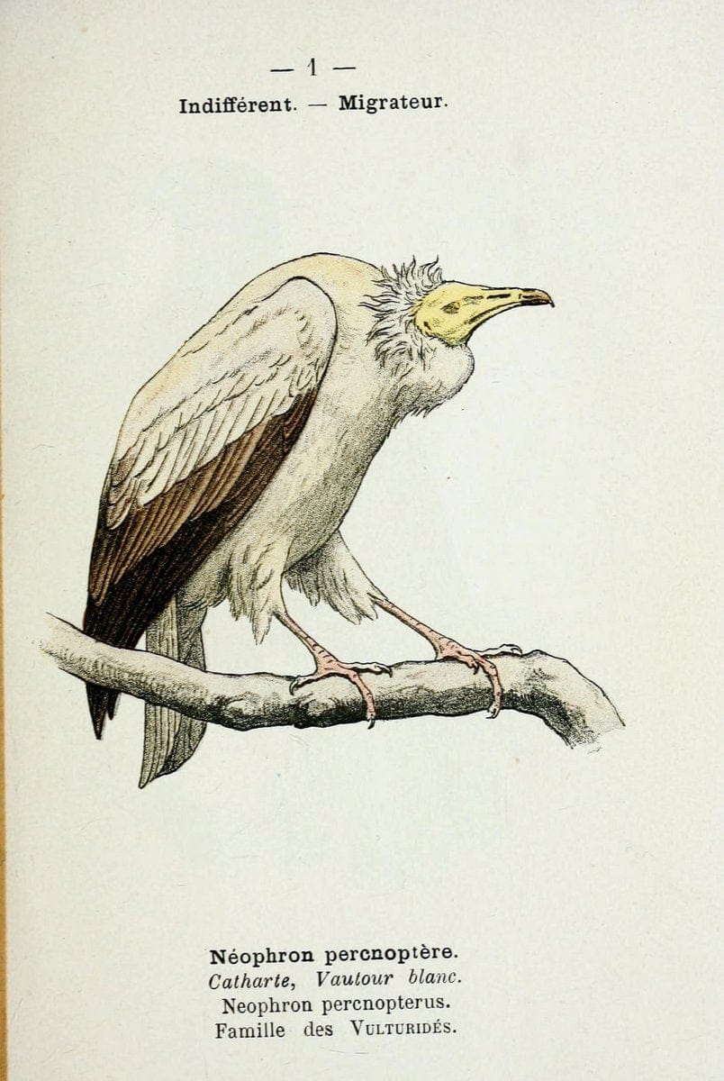 Atlas de poche des oiseaux de France, Suisse, et Belgique, utiles ou nuisibles :.Paris : | Atlases Belgium Birds France Switzerland | Vintage Print Reproduction 458666