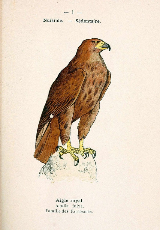 Atlas de poche des oiseaux de France, Suisse, et Belgique, utiles ou nuisibles. ser.1Par | Atlases Belgium Birds France Switzerland SIL | Vintage Print Reproduction 458667