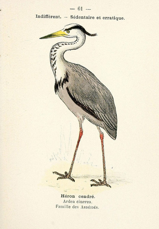 Atlas de poche des oiseaux de France, Suisse, et Belgique, utiles ou nuisibles. ser.1Par | Atlases Belgium Birds France Switzerland SIL | Vintage Print Reproduction 458669