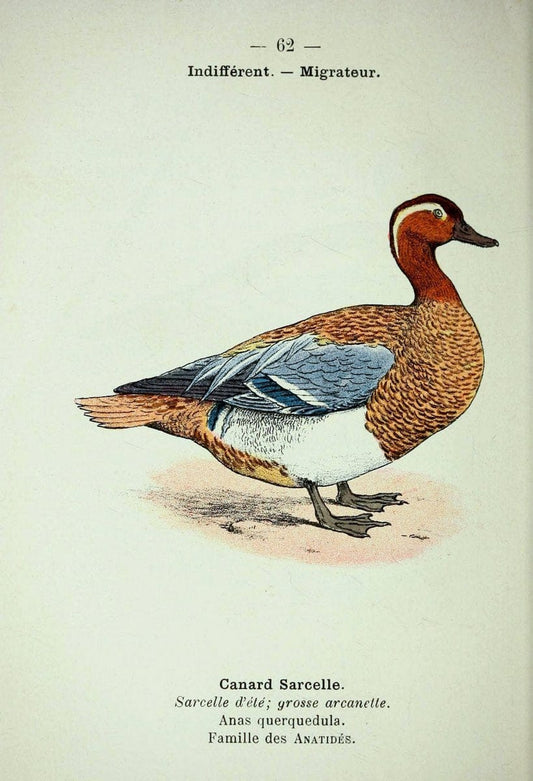 Atlas de poche des oiseaux de France, Suisse, et Belgique, utiles ou nuisibles :.Paris : | Atlases Belgium Birds France Switzerland | Vintage Print Reproduction 458670