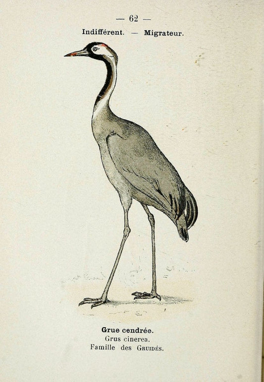 Atlas de poche des oiseaux de France, Suisse, et Belgique, utiles ou nuisibles. ser.1Par | Atlases Belgium Birds France Switzerland SIL | Vintage Print Reproduction 458671