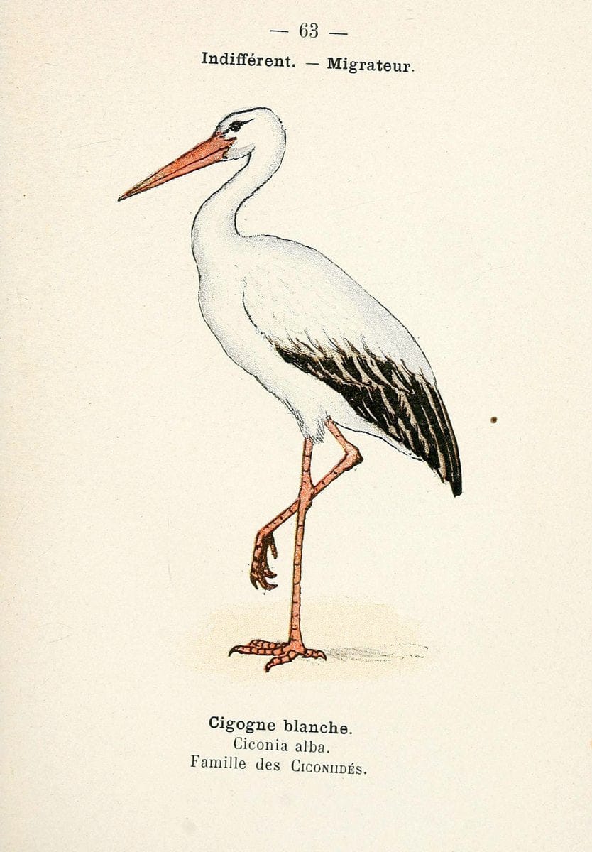Atlas de poche des oiseaux de France, Suisse, et Belgique, utiles ou nuisibles. ser.1Par | Atlases Belgium Birds France Switzerland SIL | Vintage Print Reproduction 458673